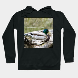 Mallard duck on a log Hoodie